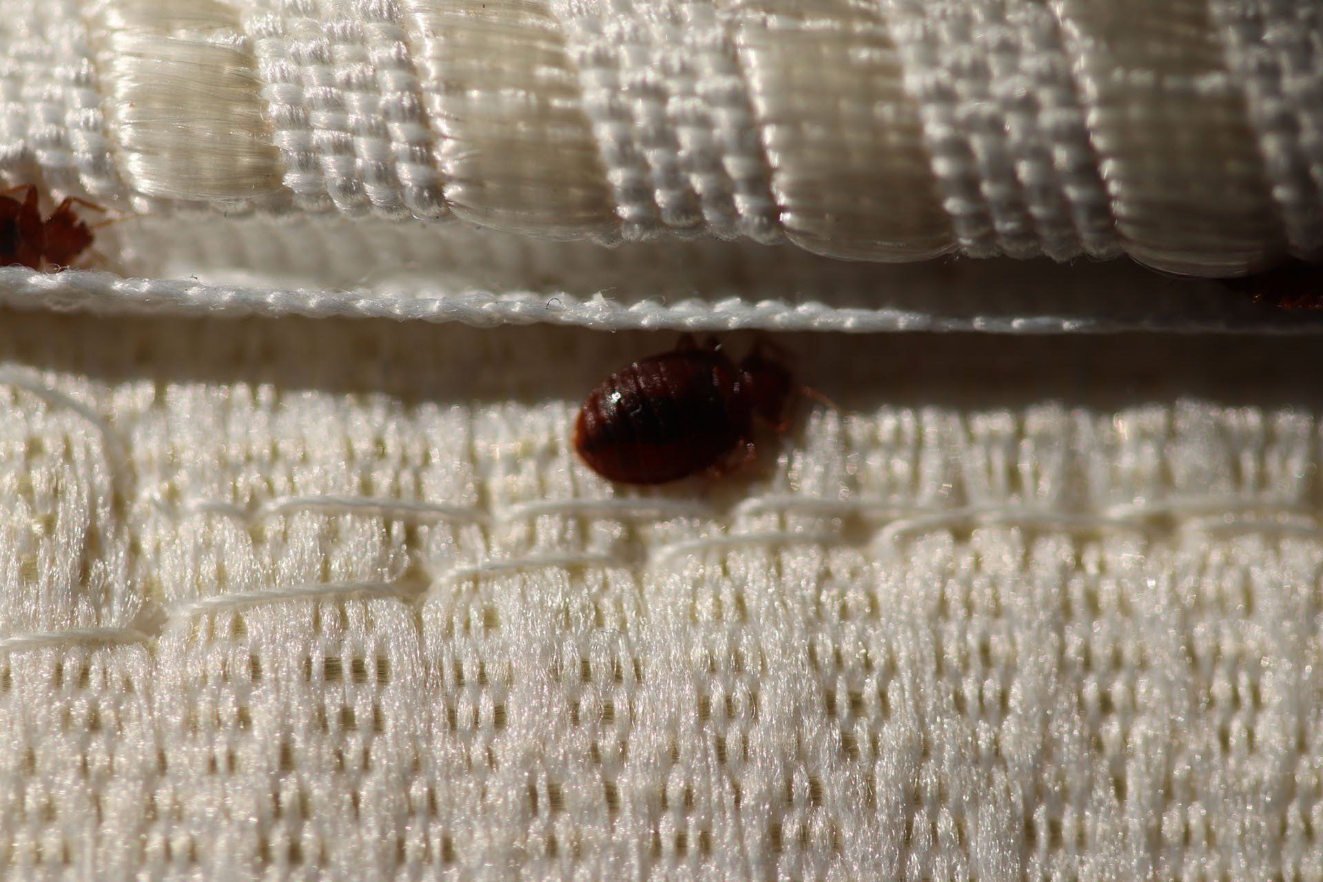 Bed Bugs — Columbus, IN — YES Pest Pros