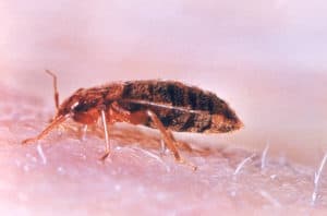 Bed Bug Treatment in Hospitals and Health Facilities in Columbus Indiana and Bloomington Indiana - Yes Pest Pros