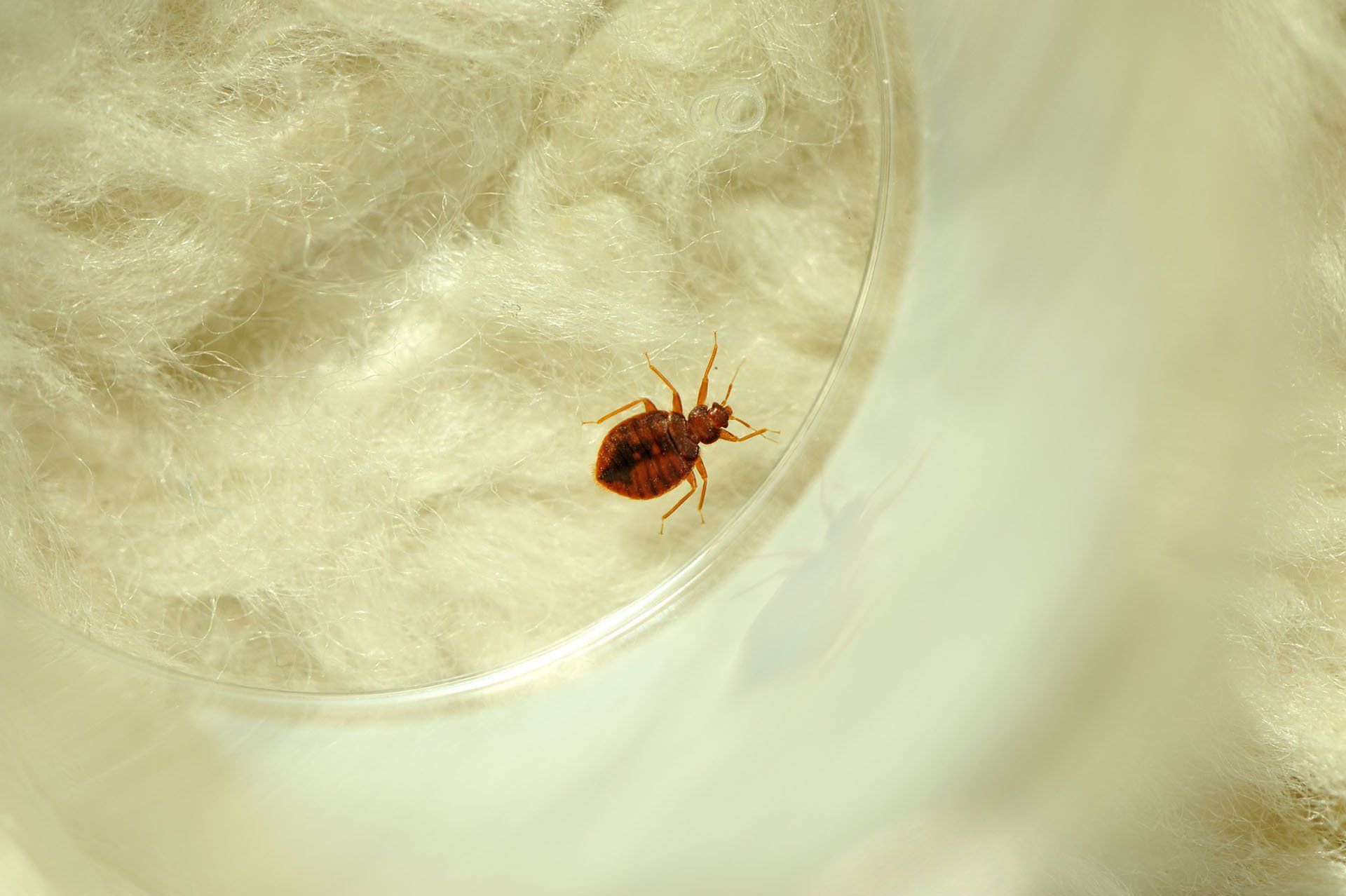 Bed Bug — Columbus, IN — YES Pest Pros