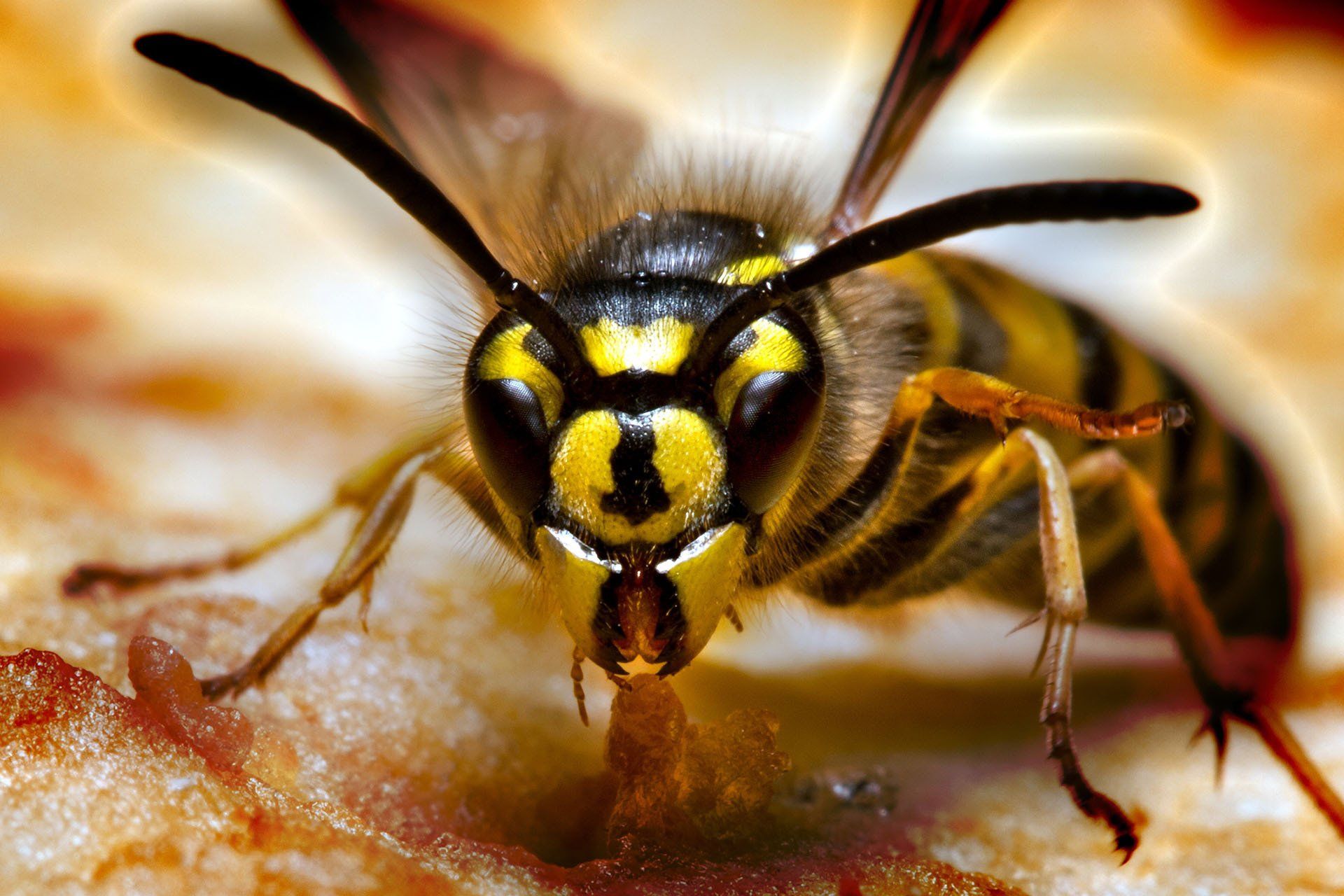 Yellow Jacket — Columbus, IN — YES Pest Pros