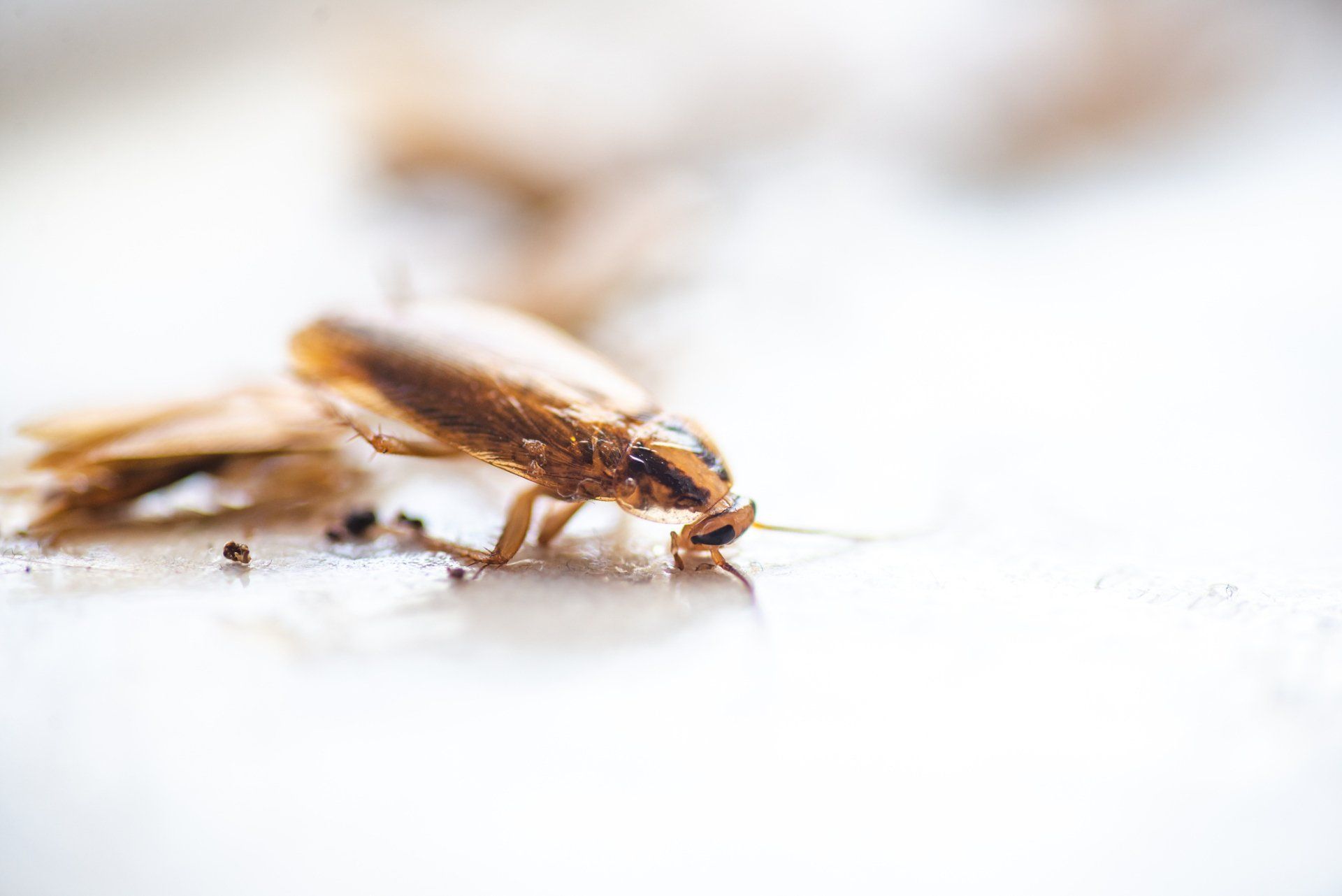Cockroach — Columbus, IN — YES Pest Pros