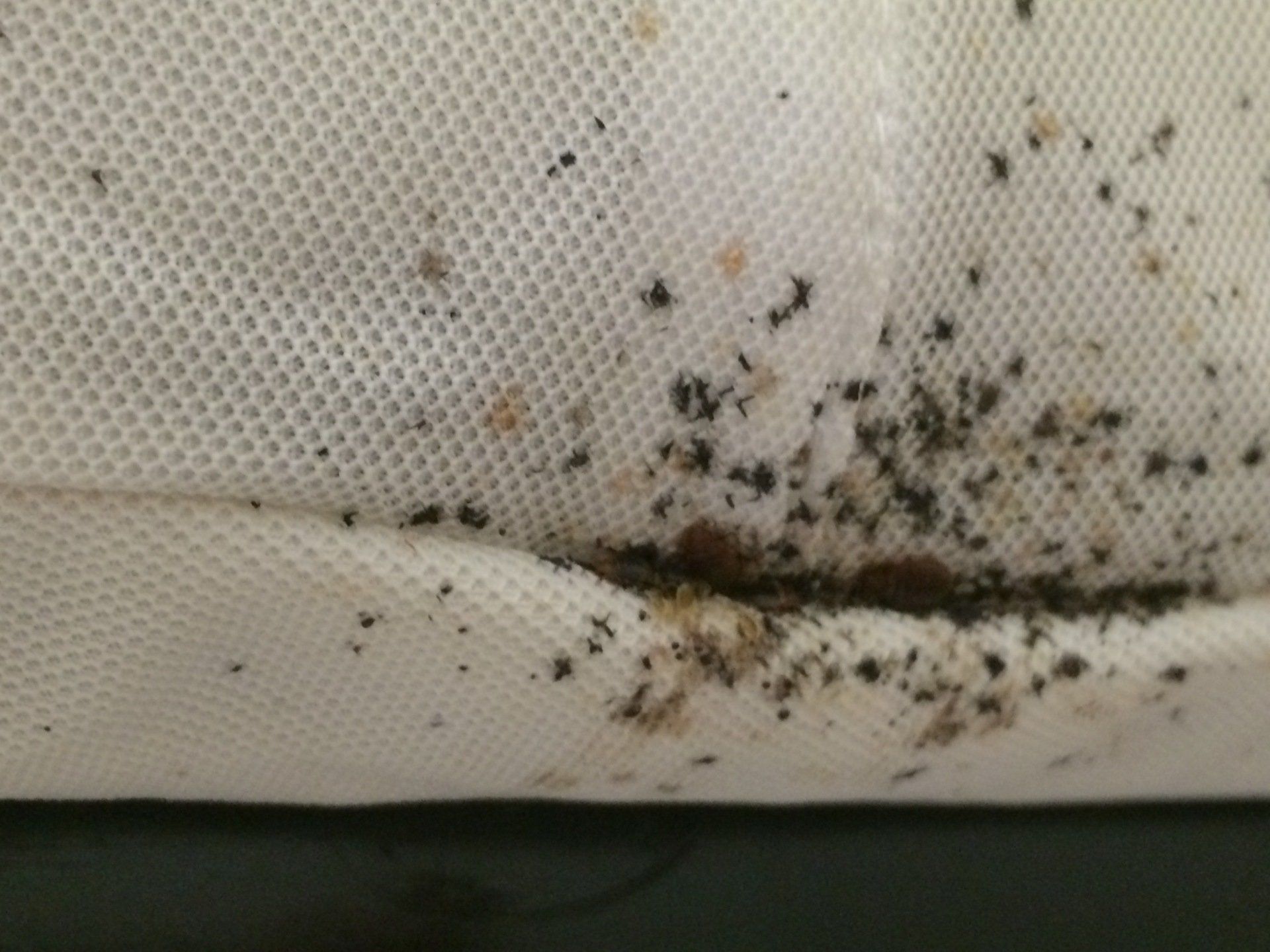 Bed Bugs — Columbus, IN — YES Pest Pros