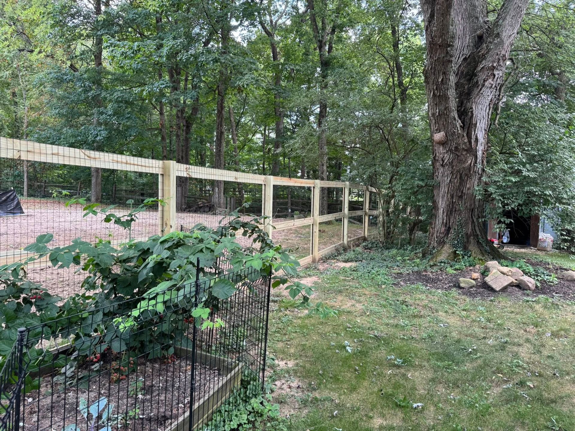 A wooden fence encloses a backyard with a large tree and surrounding woods.