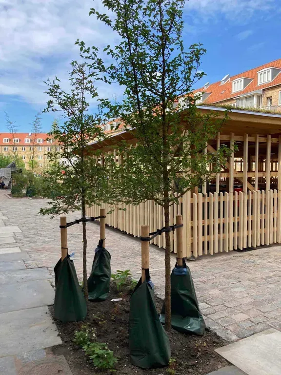 Tre unge træer i et anlagt område, hver med en grøn vandingspose og støttepæl, foran et træhegn.