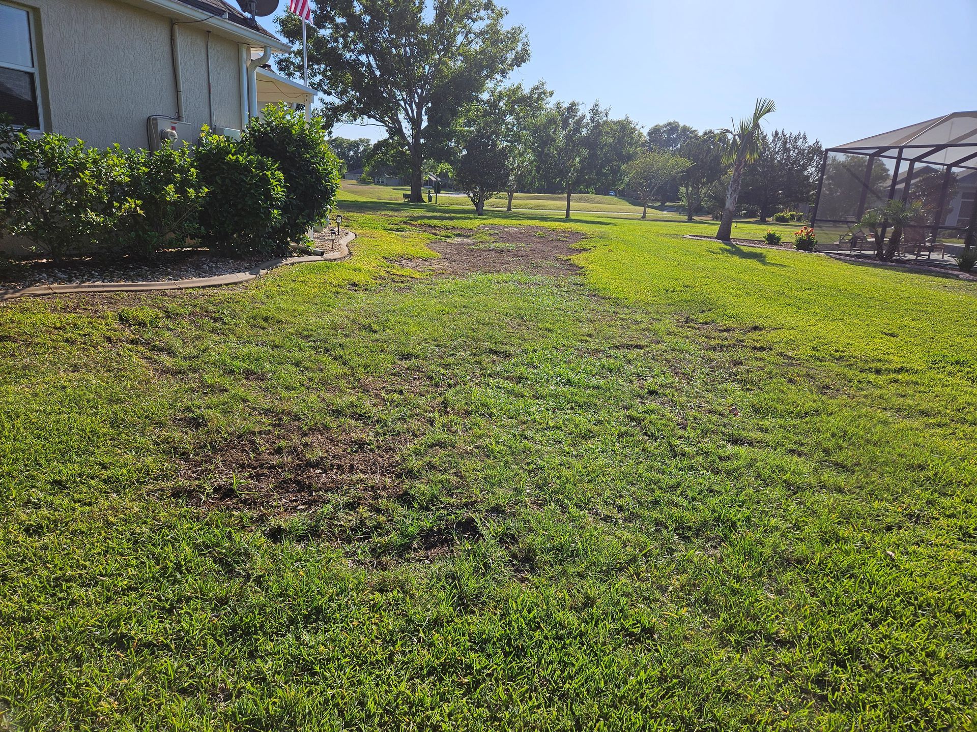Lawn with brown patches, next to a house and trees, under a bright blue sky.