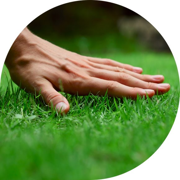 A Man Touching Lawn Grass