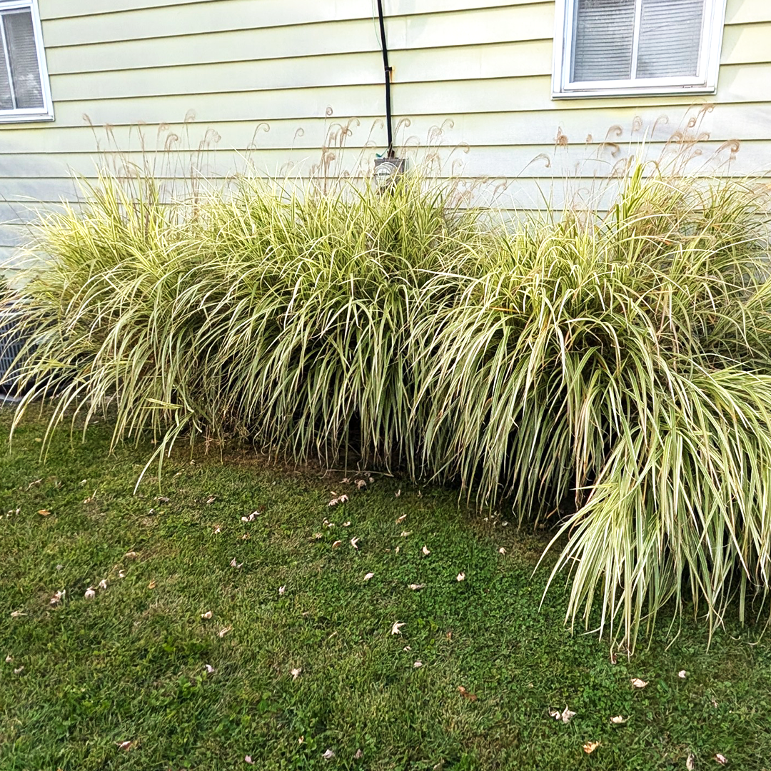 Landscaping project before 2