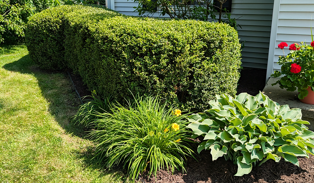 Premium Fairway hedge trimming project