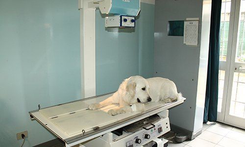 cane che riceve una radiologia