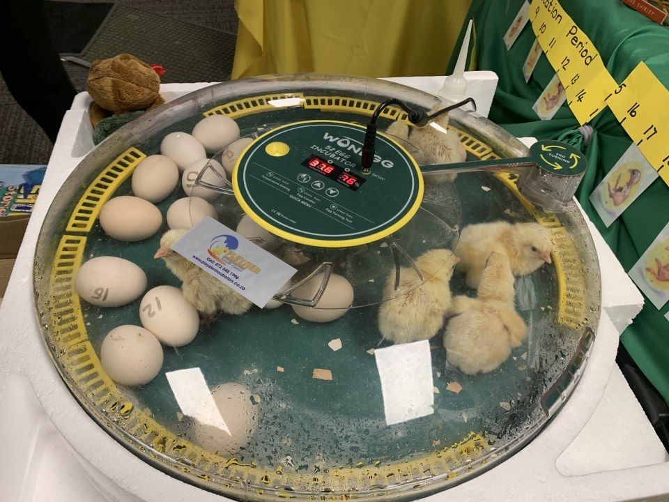 A chicken incubator filled with eggs and chicks