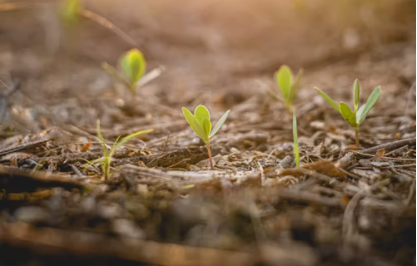 Seedlings growing through tough soil, message of staying motivated