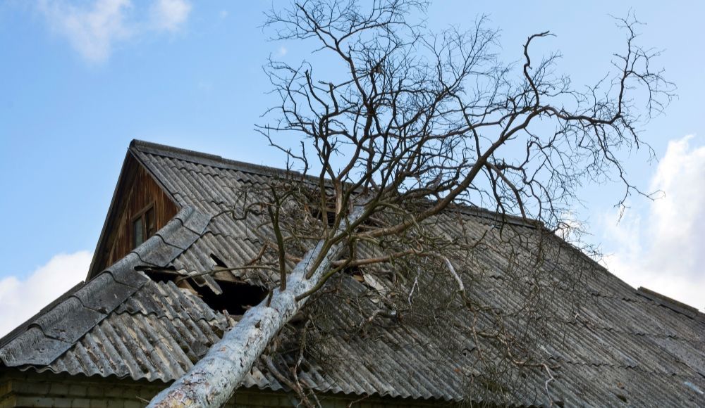 We provide emergency tree removal in Allentown, Bethlehem, and surrounding areas.