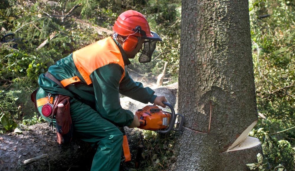 Contact us for tree removal in Allentown, Bethlehem, and surrounding areas.