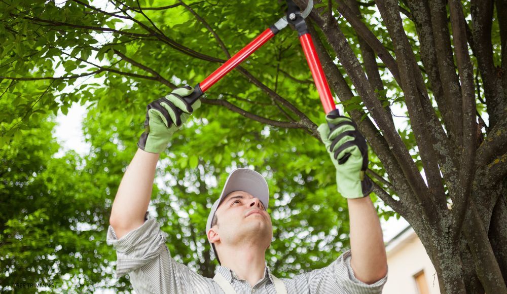 Tree trimming in the Lehigh Valley area.