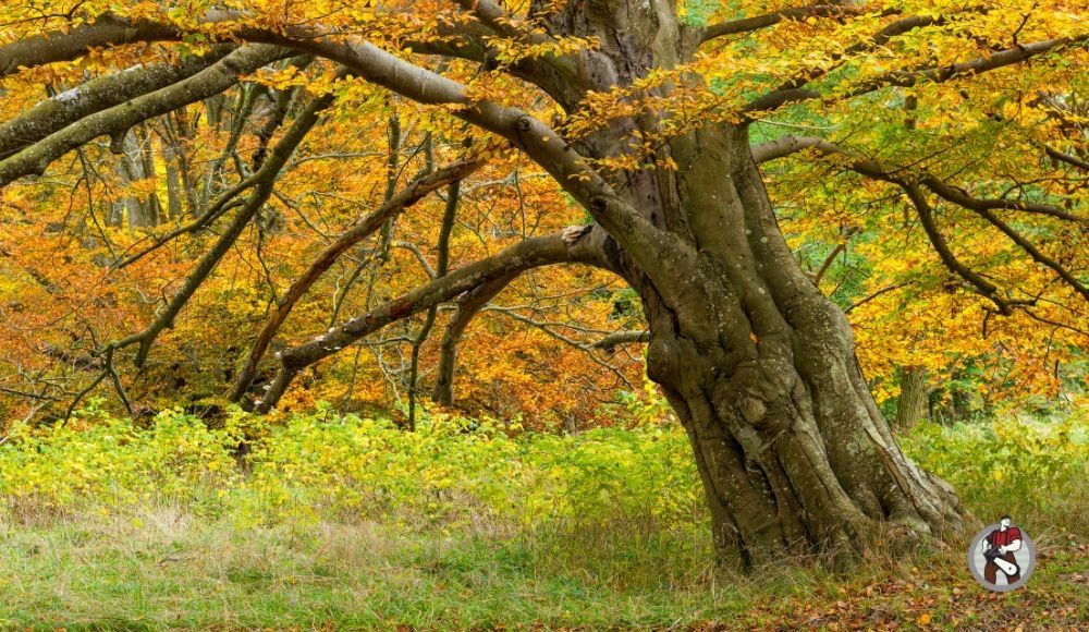 Contact us for professional tree removal in the Lehigh Valley