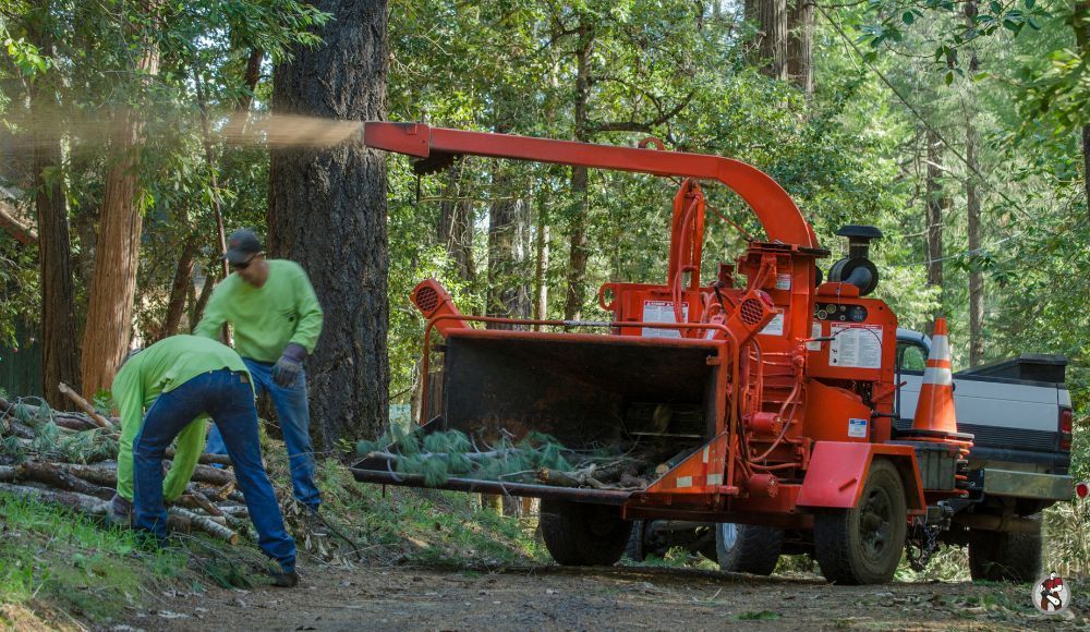 Contact us for tree removal services in Allentown and Bethlehem, PA.