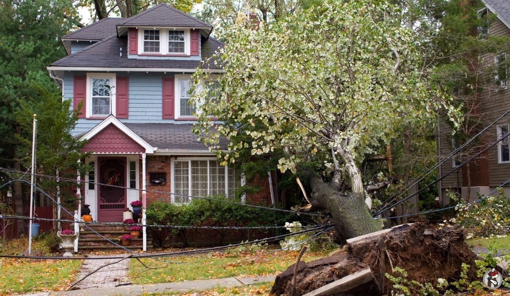 Call us for tree trimming to avoid storm damage in Allentown, Bethlehem, and in the Lehigh Valley.