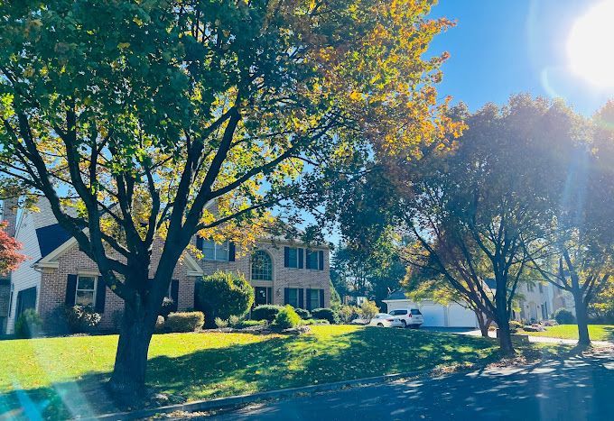 Freshly pruned and shaped trees in Bethlehem, PA