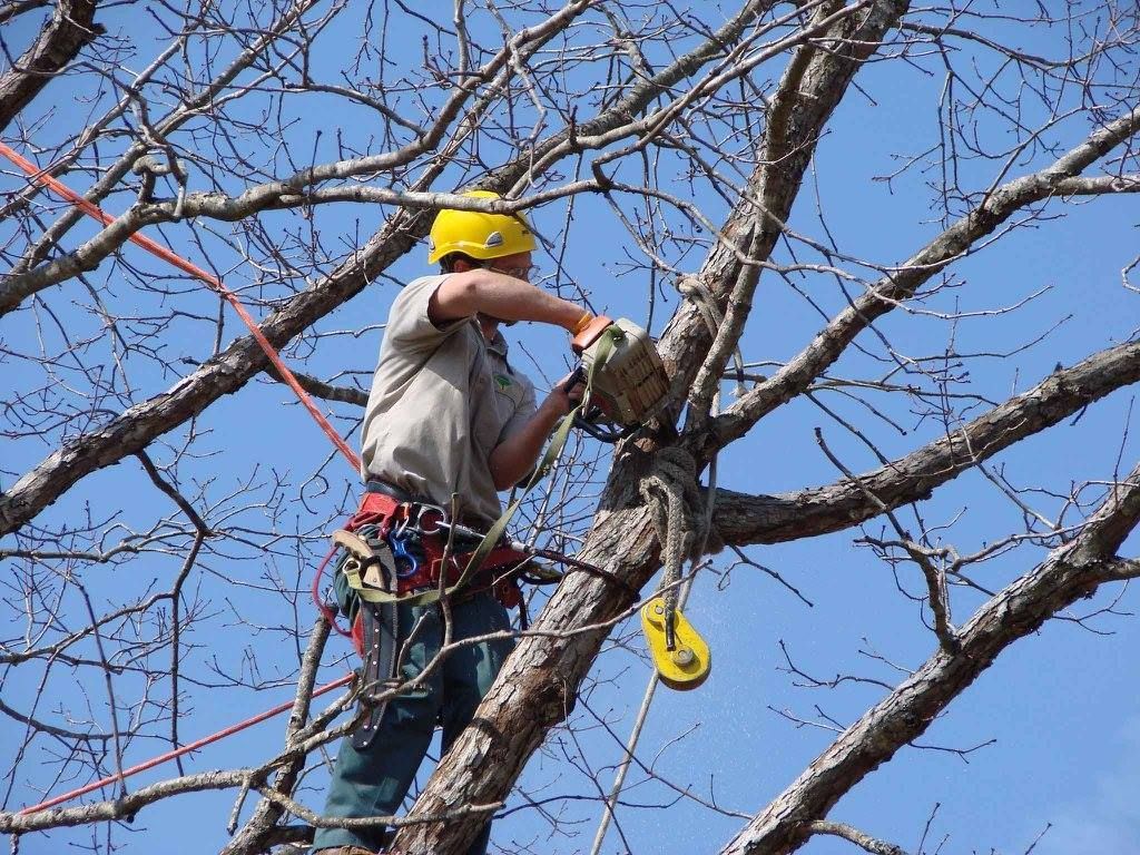 Professional tree trimming in Allentown, PA