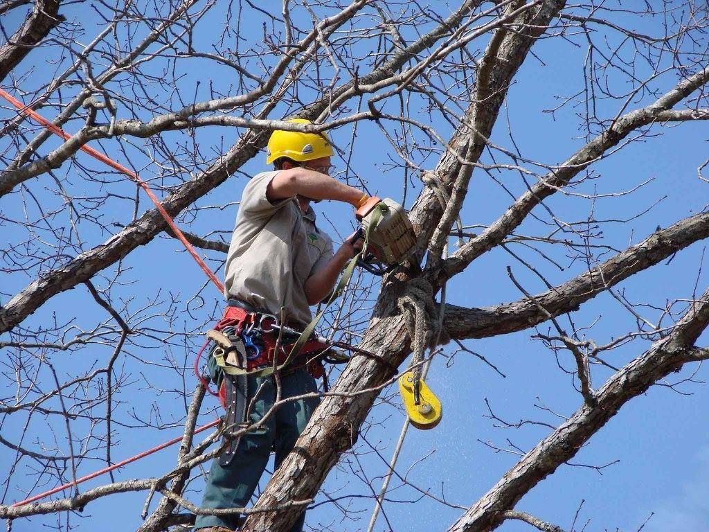 Properly trimmed trees have a better chance to survive through all types of storms, for starters.