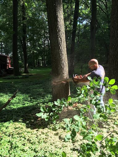 Large tree removal at a home in Allentown, PA