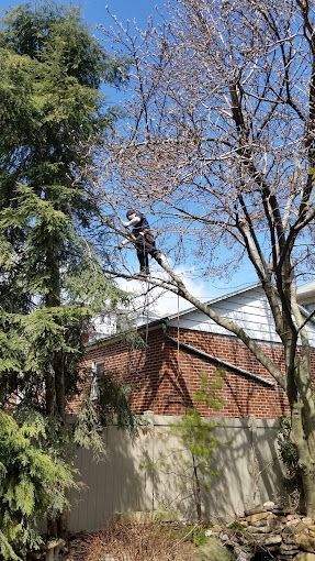 Tree taken down safely near a home in the Lehigh Valley