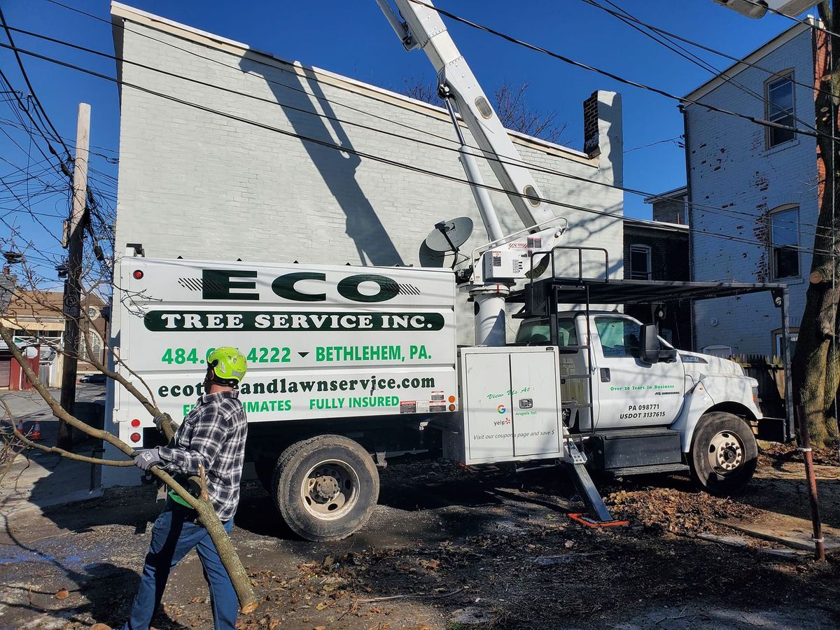 Hazardous tree removal in the Lehigh Valley