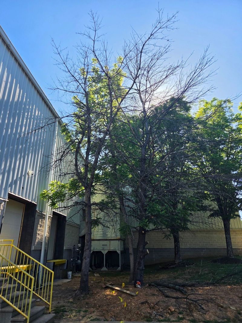 Dead and dying trees standing against a commercial warehouse in Allentown, PA before removal