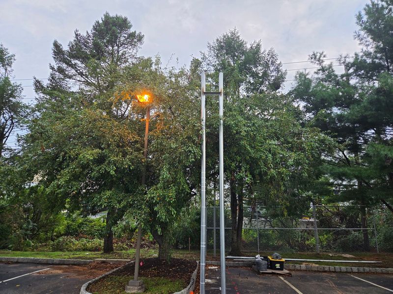 Tree overgrown around a parking lot light pole at a commercial property in the Lehigh Valley before trimming