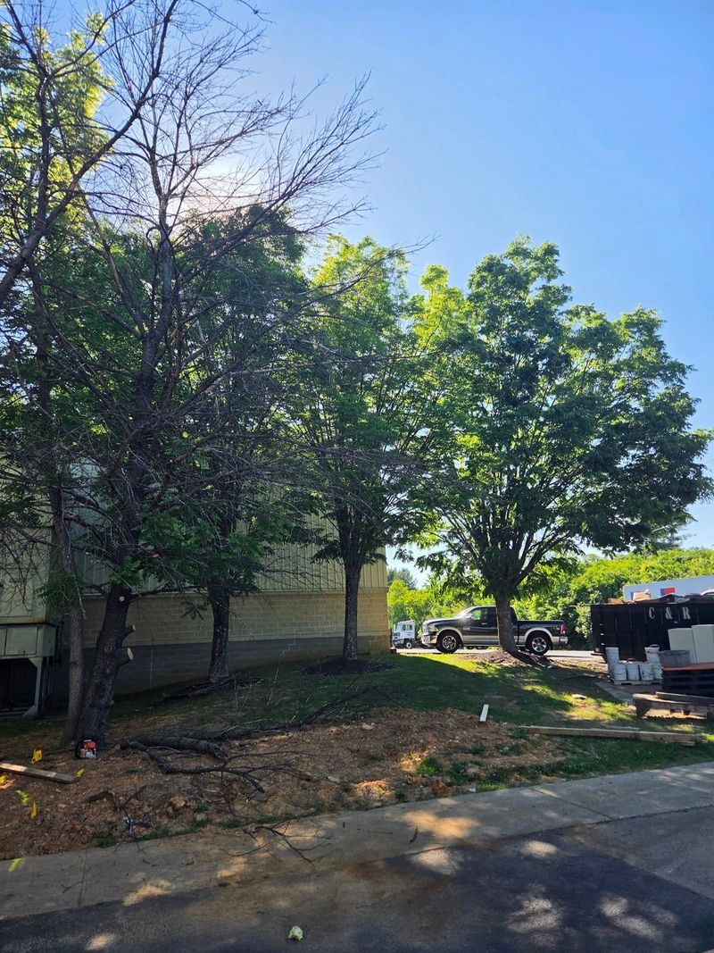 Dead tree being removed at a property in the Lehigh Valley