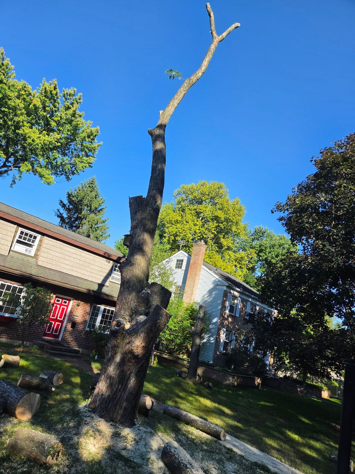 Dead tree taken down in sections with logs cut and stacked on the lawn of a Lehigh Valley home