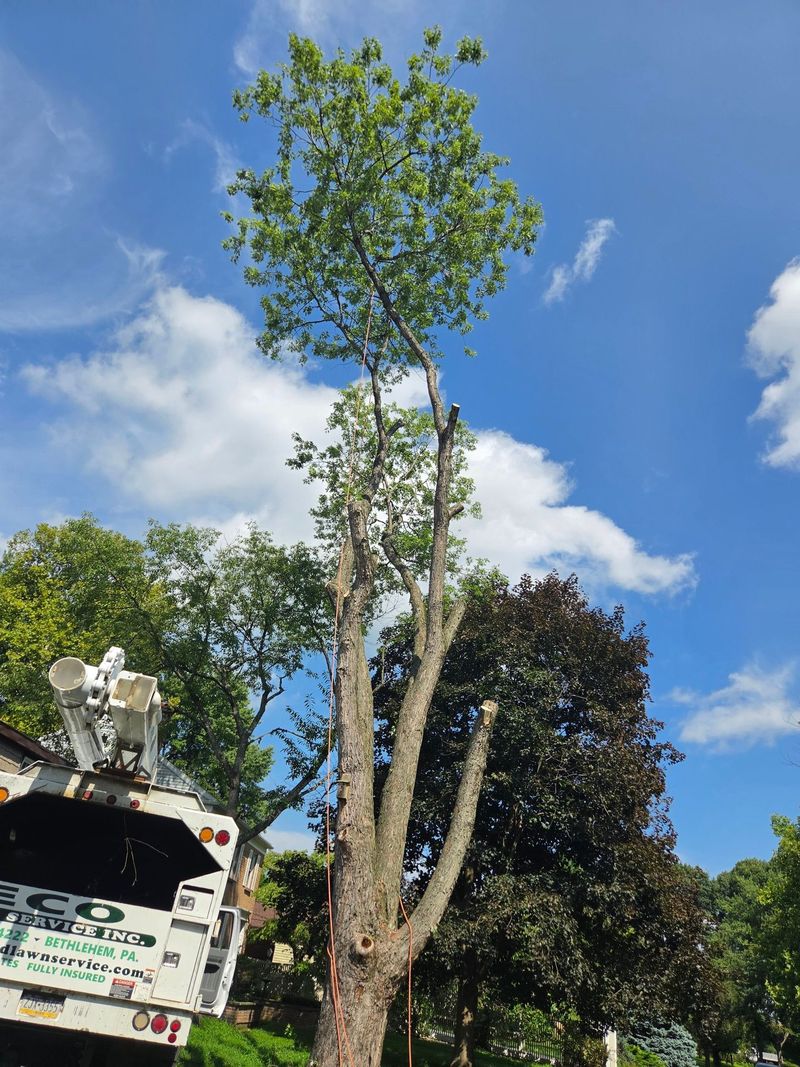 Eco Tree Service bucket truck removing a tree on a residential lot near Whitehall, PA