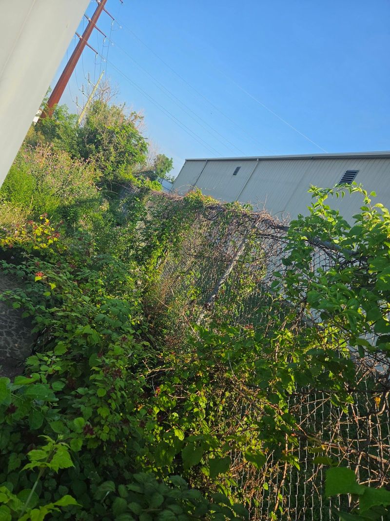 Brush and small trees grown through a chain link fence at a commercial lot in Bethlehem, PA