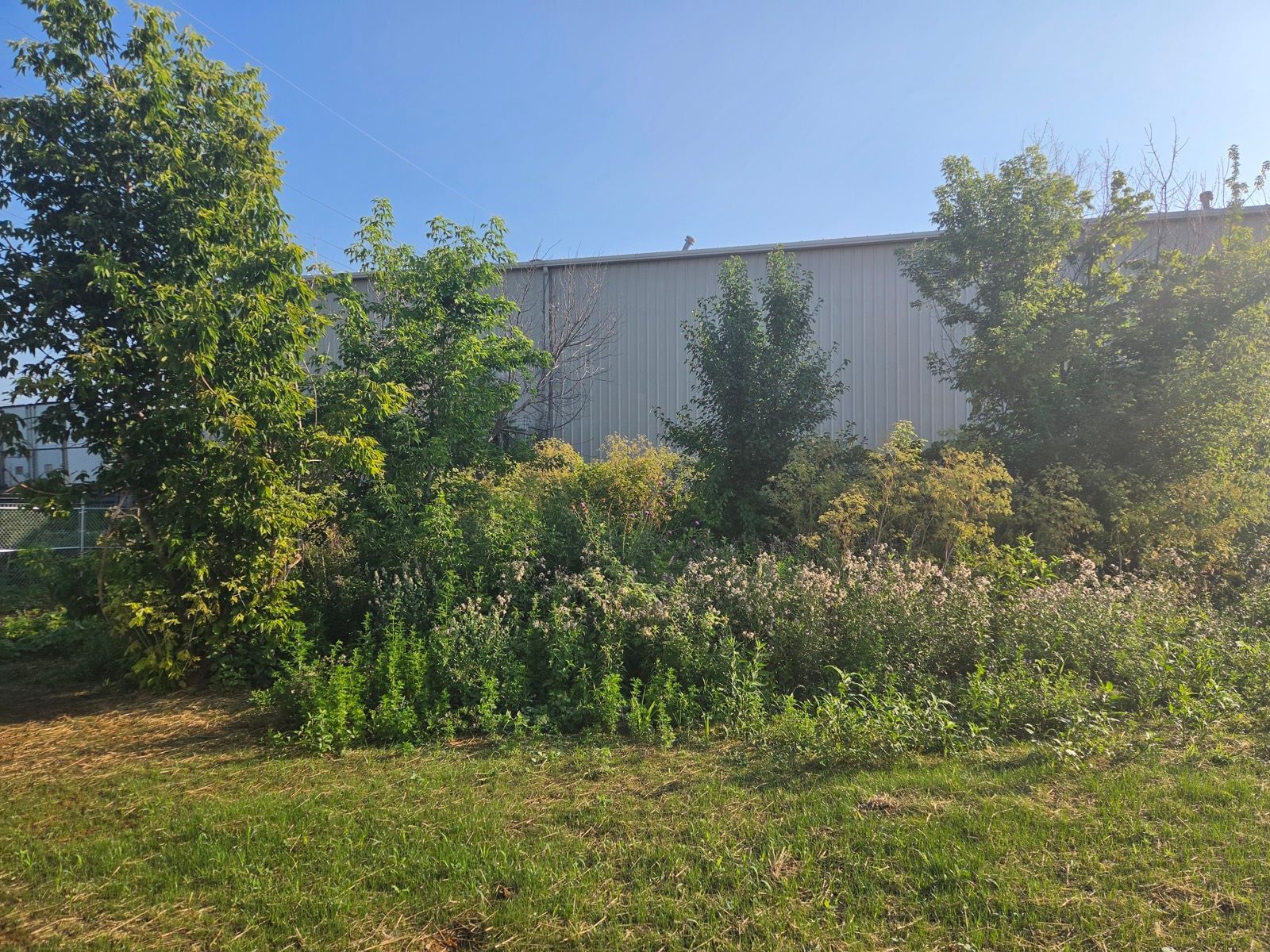 Overgrown brush and saplings filling a commercial lot beside a warehouse in Bethlehem, PA before land clearing