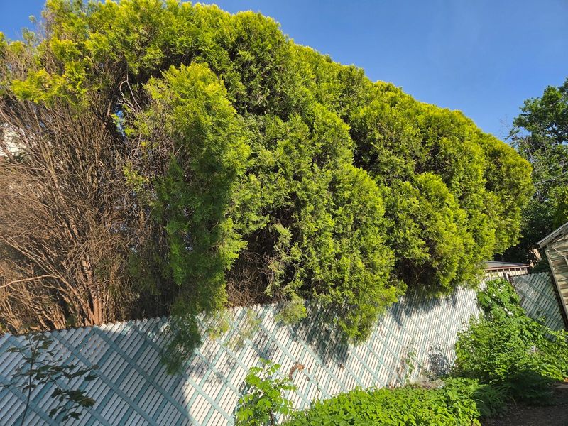Tall overgrown arborvitae hedge towering over a back yard fence in the Lehigh Valley