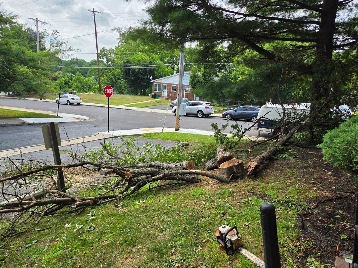 Storm damaged tree cut into sections on the ground with a chainsaw beside it in Bethlehem, PA