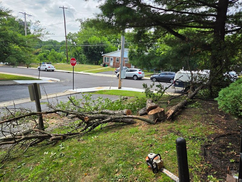 Storm damaged tree cut into sections on the ground with a chainsaw beside it in Bethlehem, PA