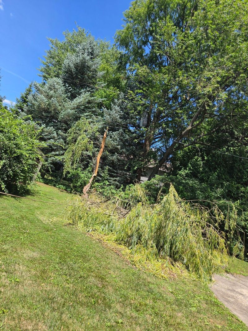 Large storm damaged limb snapped off a tree and hanging into a back yard in the Lehigh Valley