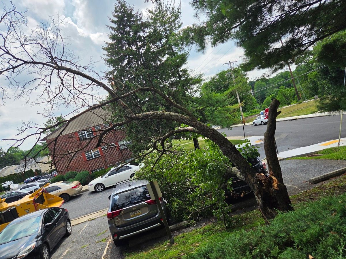 Storm damaged tree snapped at the trunk and leaning across a parking lot full of cars in Bethlehem, PA