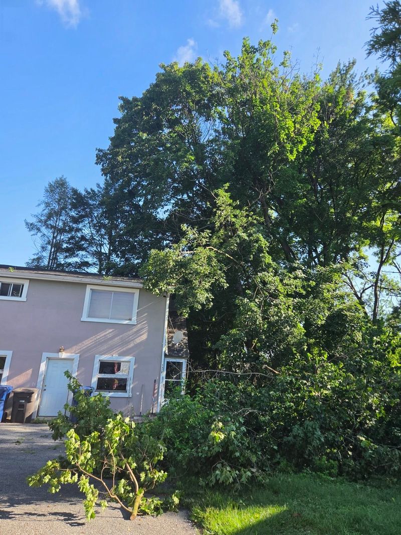 Tree leaning and hanging over a house, waiting on emergency removal