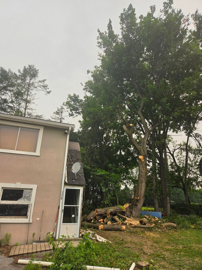 Tree removal in progress beside a house near Coopersburg, PA with limbs cut and logs stacked