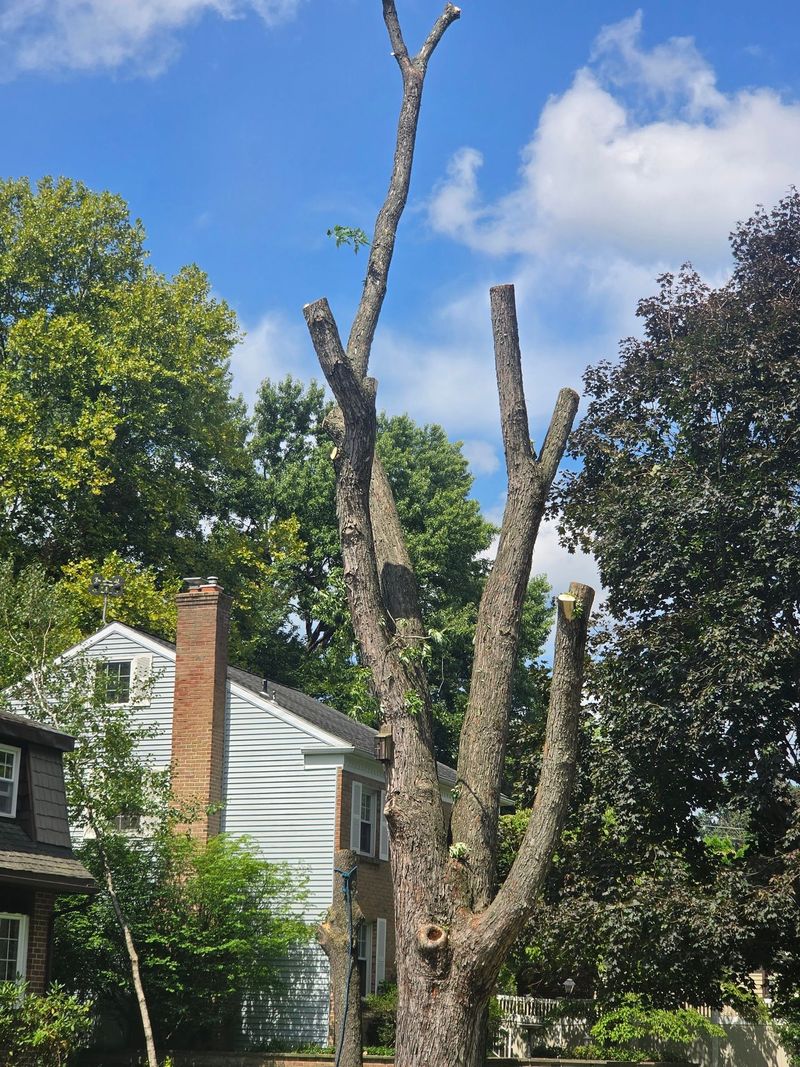 Large tree stripped to bare limbs with rigging rope in place beside a Lehigh Valley home