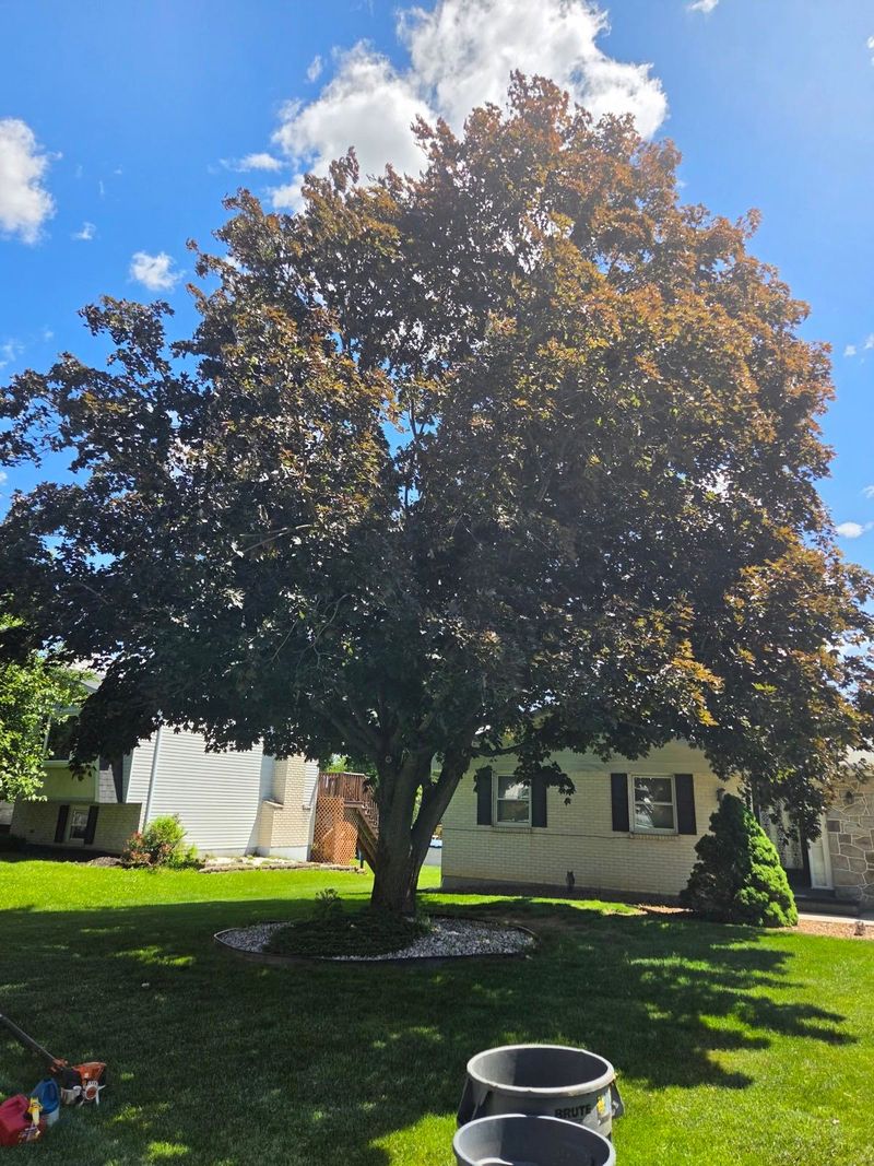 Crew trimming a large mature shade tree at a home in the Lehigh Valley