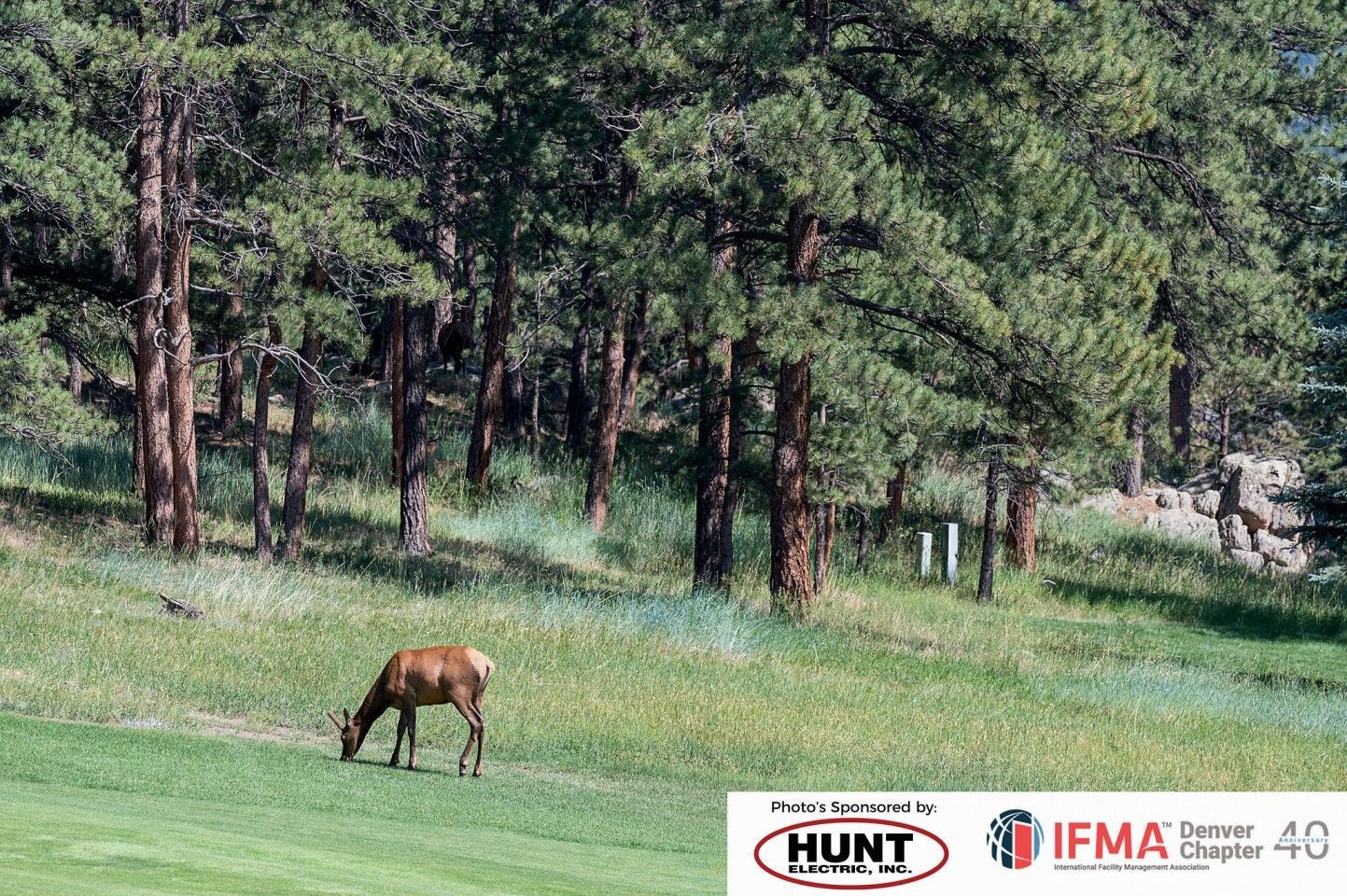 Elk grazing in a green meadow with trees.