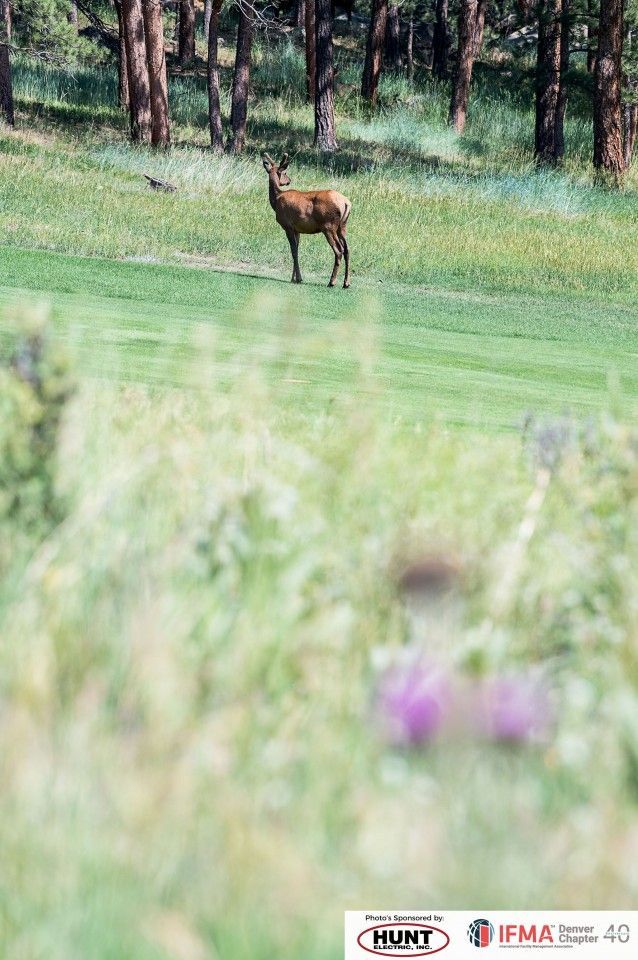 Elk stands on a green field, forest in the background. Grass and wildflowers in the foreground.