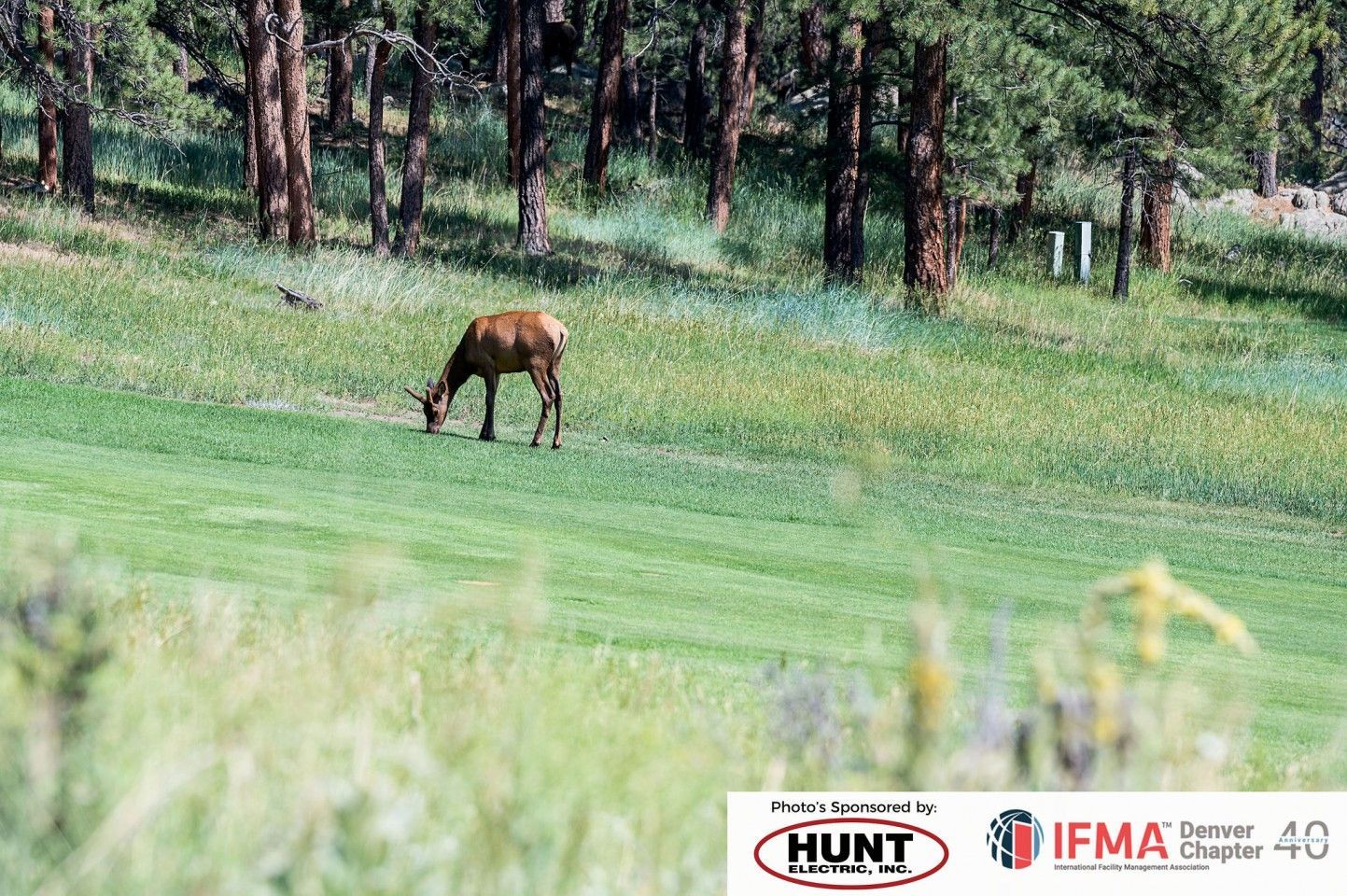 Elk grazing on a green grassy hill near trees.