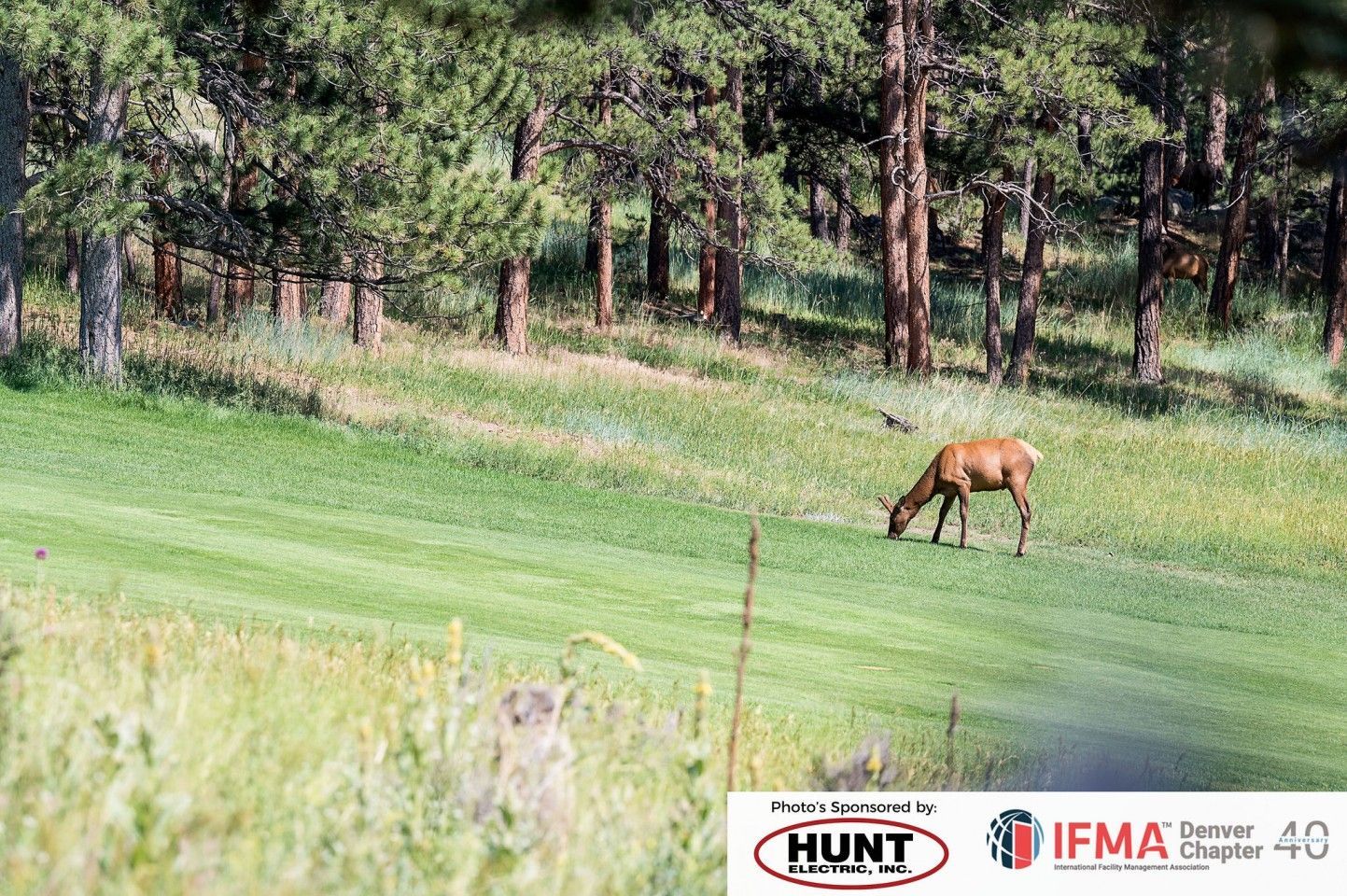 An elk grazes on a green grassy hill, trees in the background.