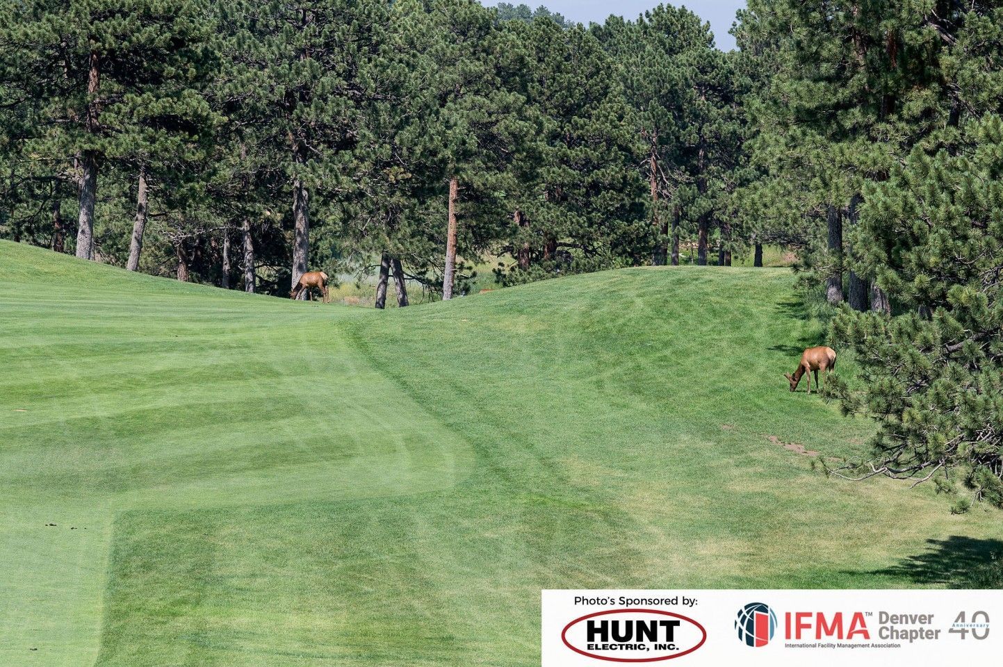 Golf course with two deer near trees and grassy hills.