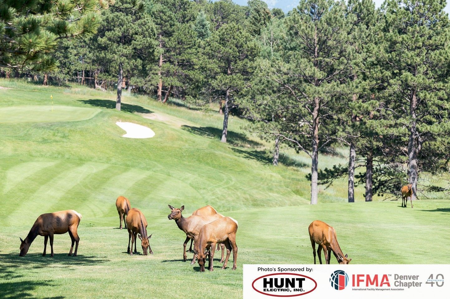 Elk grazing on a golf course with green grass and trees in the background.