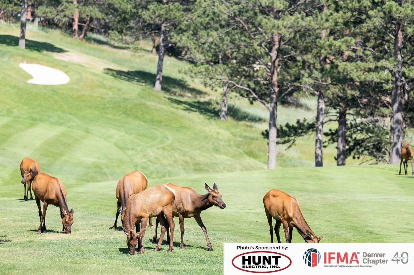 Elk grazing on green grass of a golf course, with trees and a sand trap in the background.